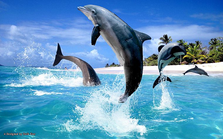 дельфины, море - обои на рабочий стол