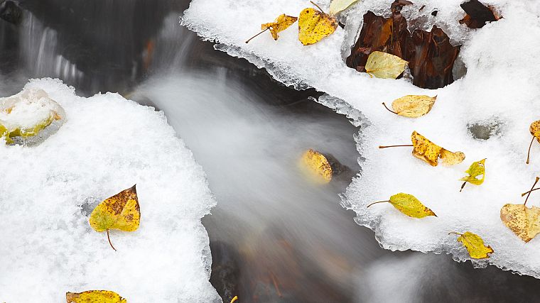 природа, снег, листья, национальный, живописный, Орегон, опавшие листья - обои на рабочий стол