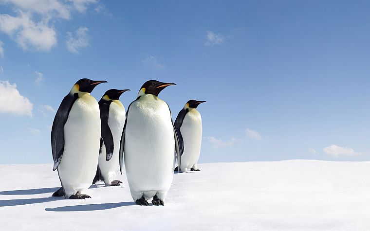 лед, снег, пингвины - обои на рабочий стол