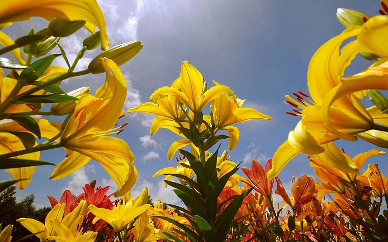 растения, солнечный свет, желтые цветы, голубое небо - обои на рабочий стол