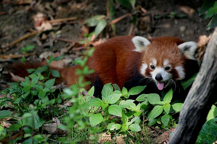 животные, красные панды - обои на рабочий стол
