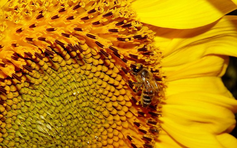 цветы, желтый цвет, насекомые, пчелы - обои на рабочий стол