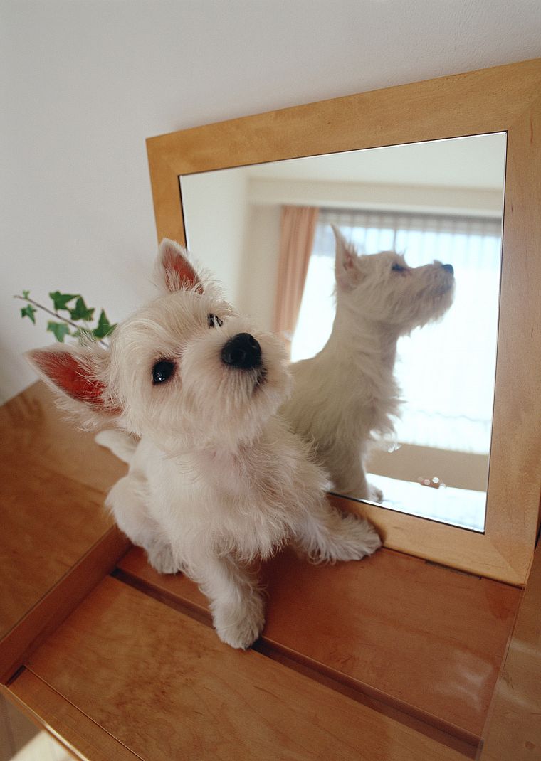 зеркала, животные, собаки - обои на рабочий стол