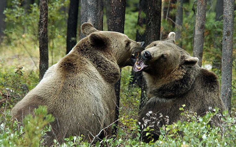 животные, медведи - обои на рабочий стол