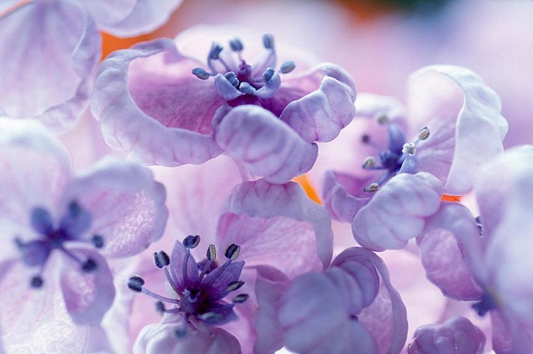 цветы, весна, цветы, фиолетовые цветы - обои на рабочий стол