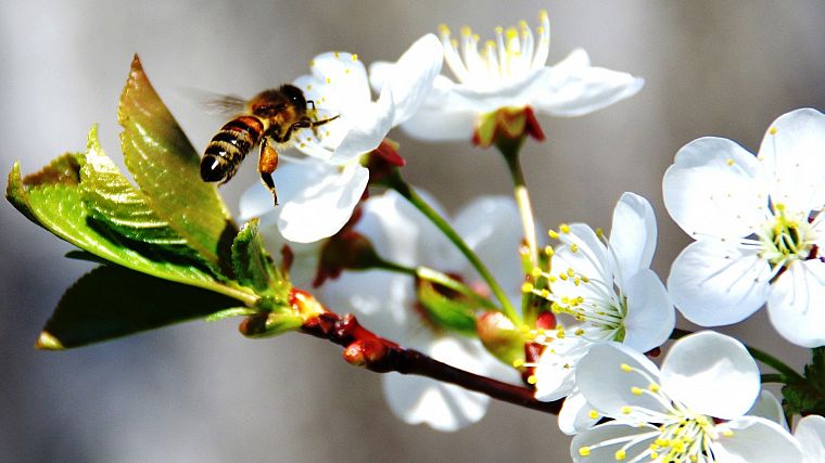 цветы, макро, пчелы - обои на рабочий стол