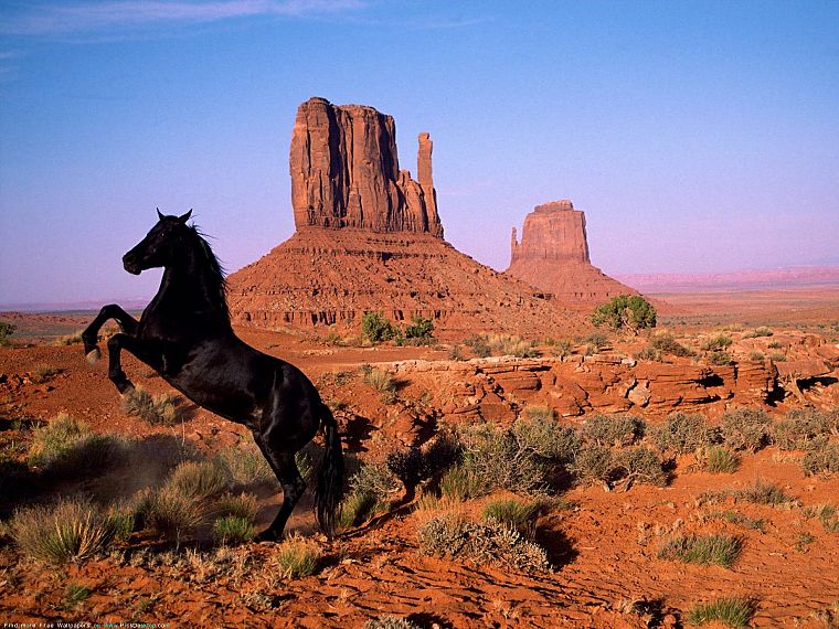 пейзажи, животные, лошади - обои на рабочий стол