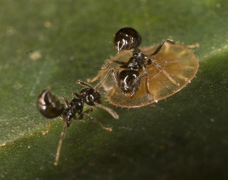 насекомые, муравьи - обои на рабочий стол
