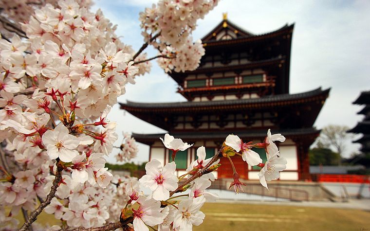 Япония, цветы, храмы, Азия - обои на рабочий стол