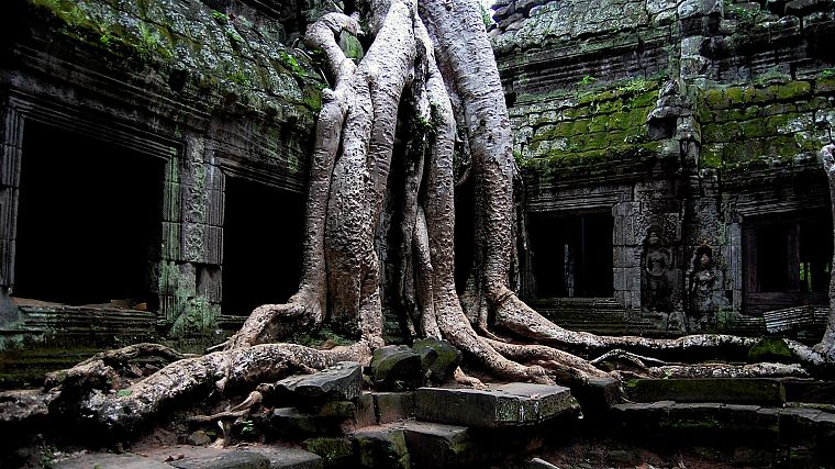 природа, деревья, Камбоджа - обои на рабочий стол