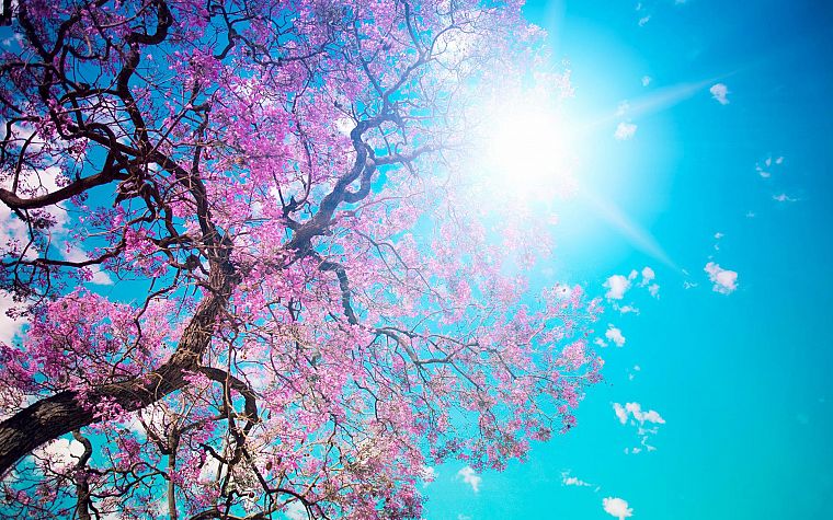 природа, вишни в цвету, цветы, весна, цветы, солнечный свет, голубое небо, Вс вспышка - обои на рабочий стол