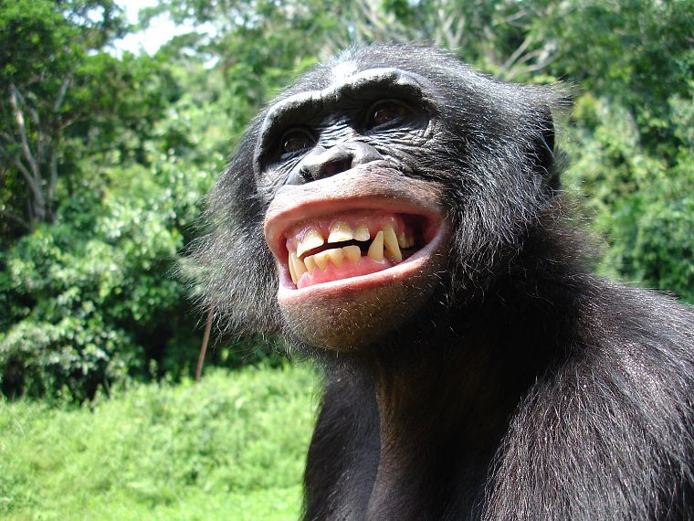 животные, обезьяны, Bonobo - обои на рабочий стол