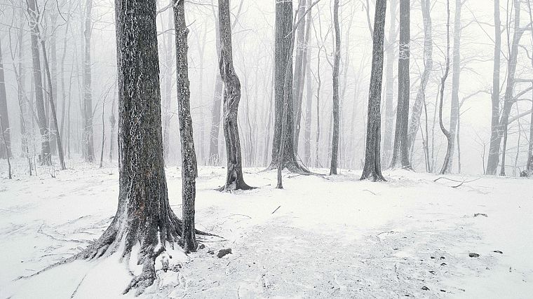 снег, деревья, леса, Теннесси - обои на рабочий стол
