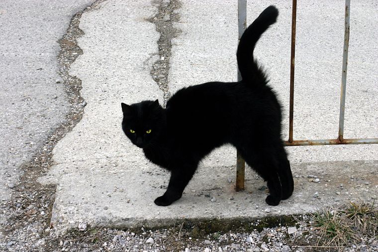 Черный кот, котята - обои на рабочий стол