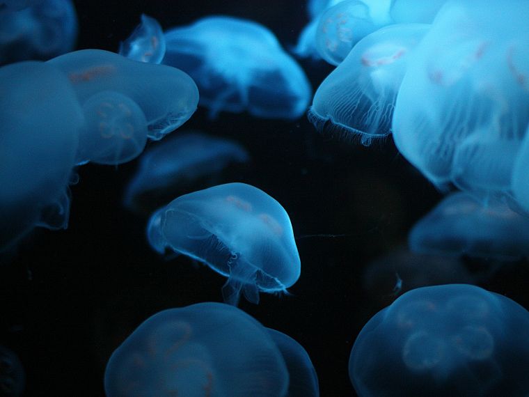 Медуза, под водой - обои на рабочий стол