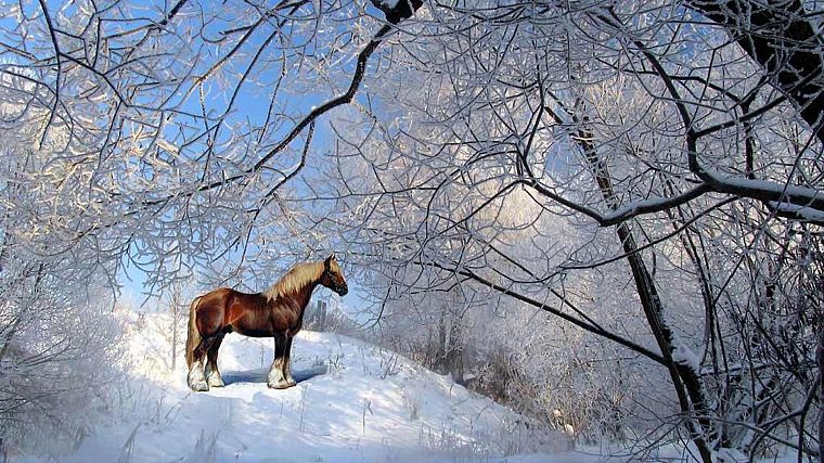 природа, снег, лошади - обои на рабочий стол