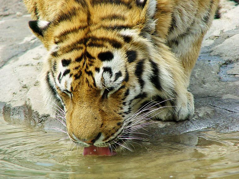 вода, животные, тигры - обои на рабочий стол