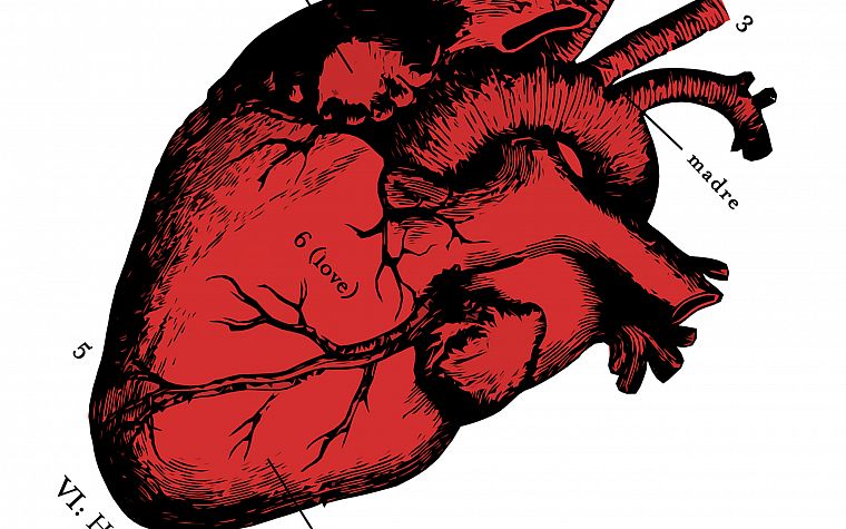 анатомия, сердца - обои на рабочий стол