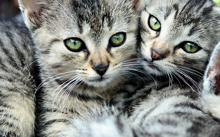 кошки, животные, зеленые глаза, котята - обои на рабочий стол