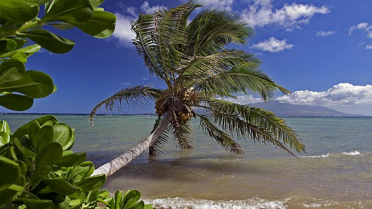океан, пальмовые деревья - обои на рабочий стол