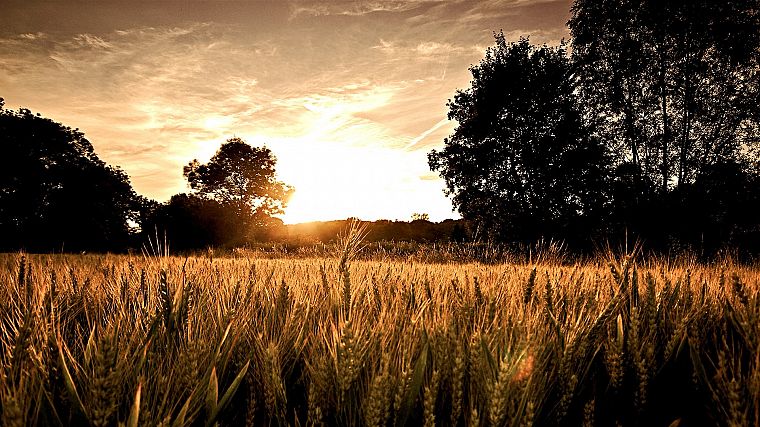 закат, пейзажи, природа, пшеница - обои на рабочий стол