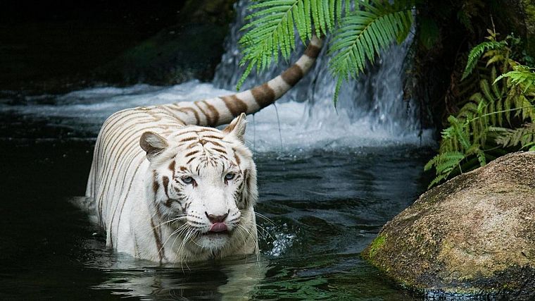 животные, тигры, водопады - обои на рабочий стол