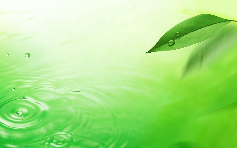 зеленый, вода, природа, листья - обои на рабочий стол