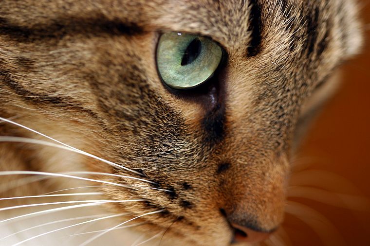 глаза, кошки, животные - обои на рабочий стол