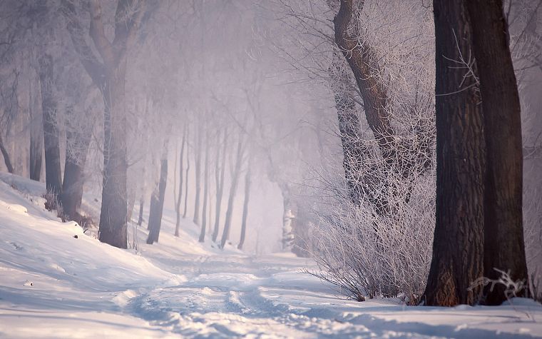 снег, деревья, пути - обои на рабочий стол