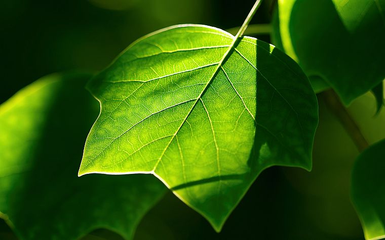природа, листья - обои на рабочий стол