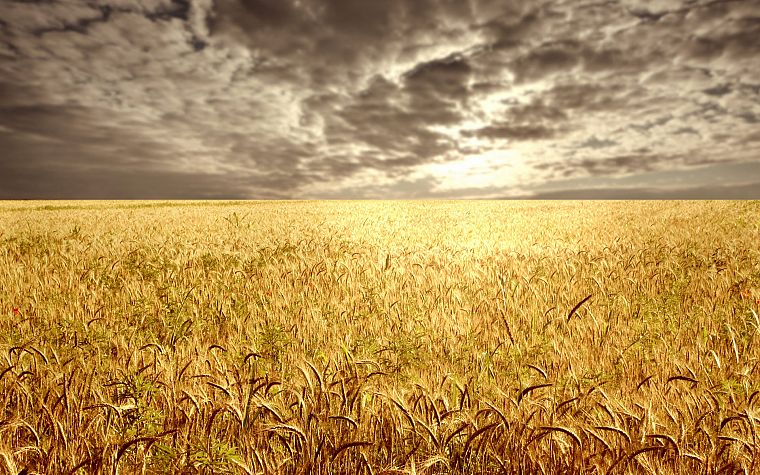 пейзажи, поля, пшеница, золотой - обои на рабочий стол