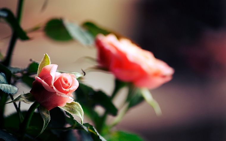 цветы, растения, глубина резкости, розы - обои на рабочий стол