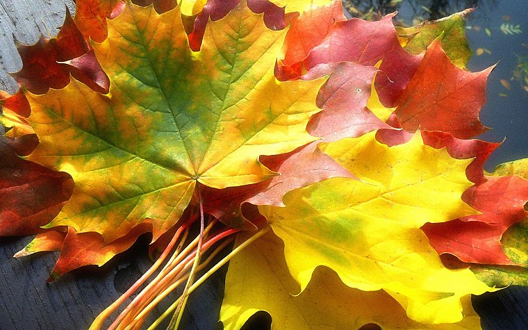 природа, осень, листья, опавшие листья - обои на рабочий стол