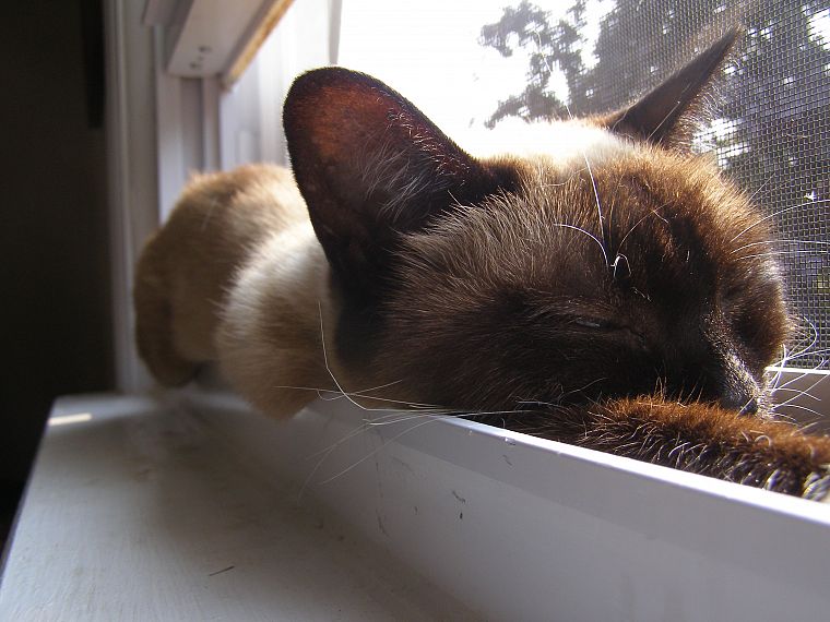 кошки, животные, оконные стекла - обои на рабочий стол