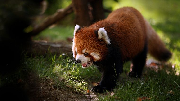 животные, красные панды - обои на рабочий стол
