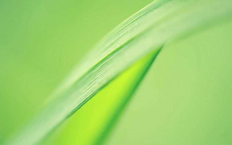 зеленый, листья - обои на рабочий стол