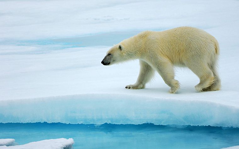 животные, арктический, белые медведи - обои на рабочий стол