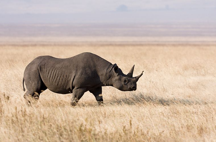 природа, животные, трава, носорог, Африка - обои на рабочий стол