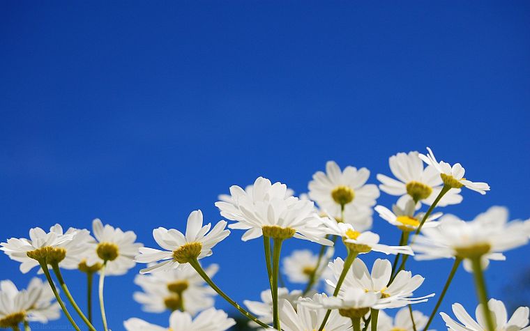 цветы, белые цветы, голубое небо - обои на рабочий стол