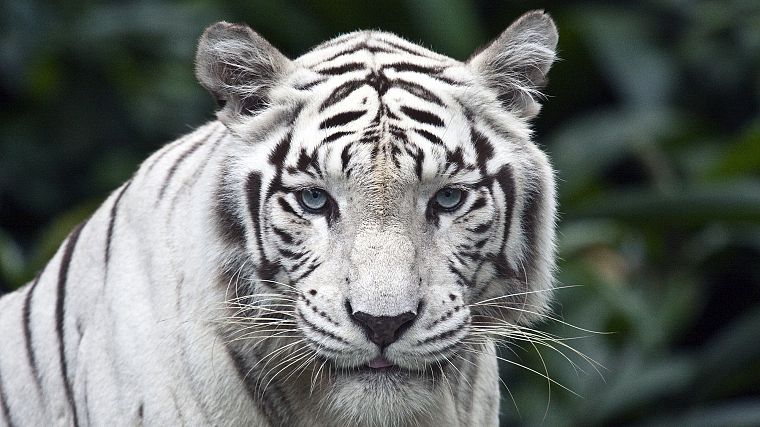 животные, белый тигр - обои на рабочий стол