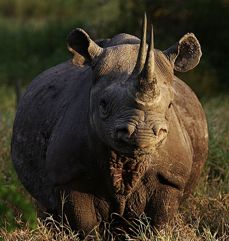 животные, носорог - обои на рабочий стол