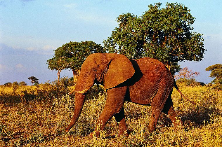 деревья, животные, живая природа, поля, слоны, Африка - обои на рабочий стол