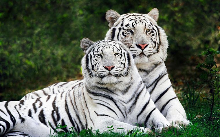 природа, животные, тигры, белый тигр - обои на рабочий стол