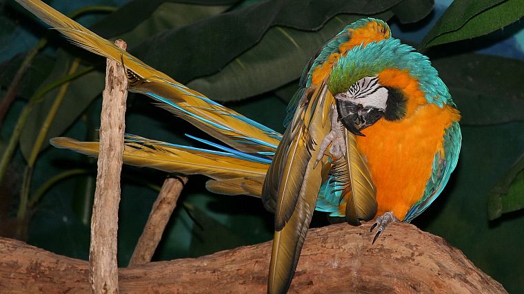 птицы, попугаи, Синий и желтый ара - обои на рабочий стол