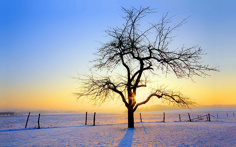 восход, зима, деревья - обои на рабочий стол