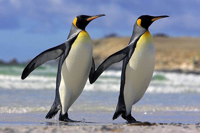 снег, животные, король, пингвины, острова - обои на рабочий стол