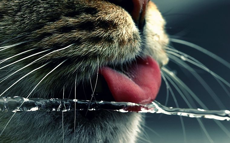 вода, кошки, животные, смешное, язык - обои на рабочий стол