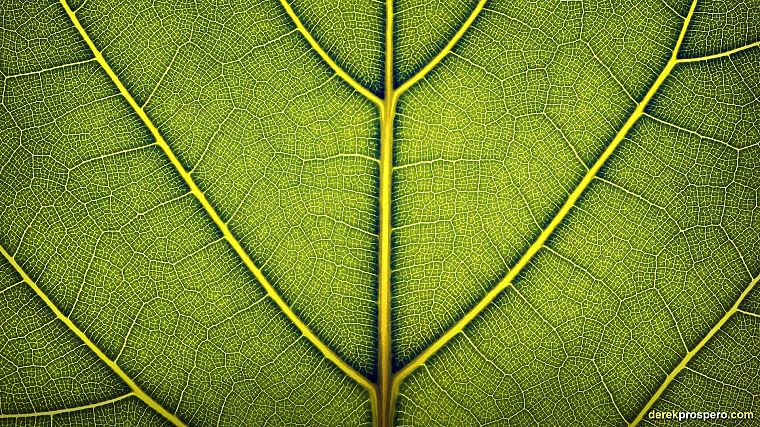 зеленый, крупный план, природа, лист, макро, Дерек Просперо - обои на рабочий стол