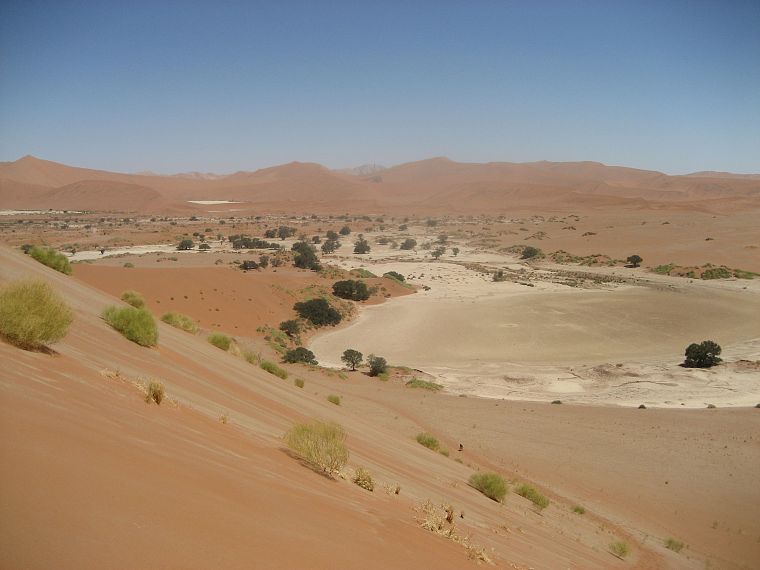 пустыня, песчаные дюны, Африка, кустарники, Пустыня Намиб - обои на рабочий стол