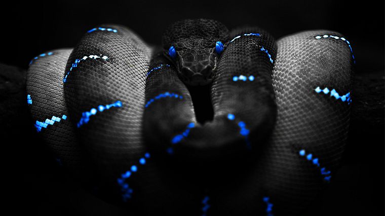 синий, черный цвет, змеи, темный фон - обои на рабочий стол